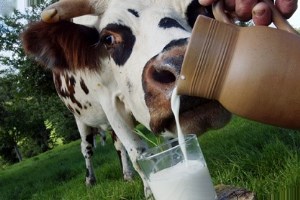 В Украине снизилось производство молока
